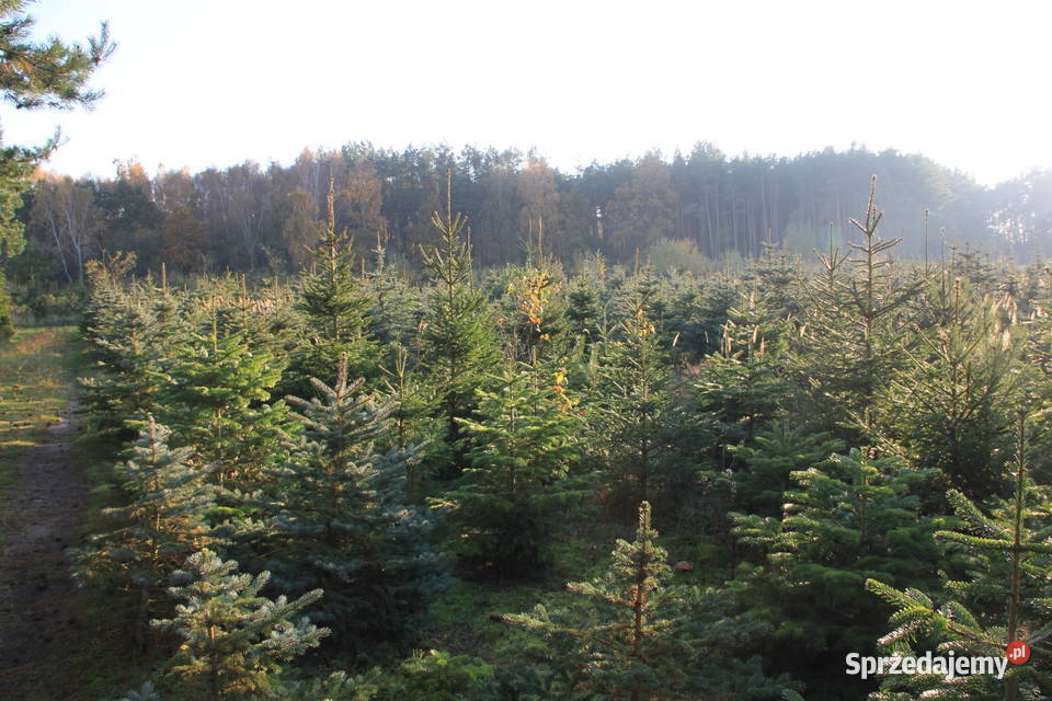 Świerk srebrny pospolity choinki plantacja Leśnictwo Trzebieszewo sprzedam
