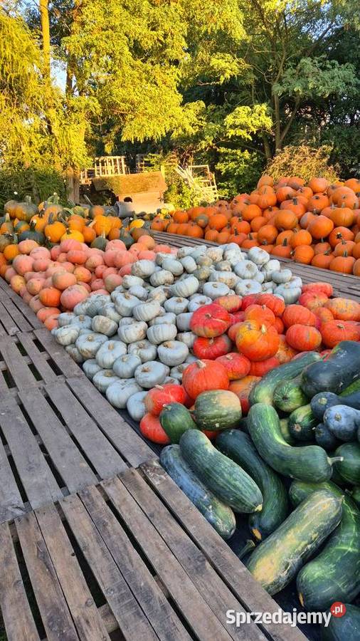 Dynia dynie Halloween Jadalne Ozdobne Duży wybór Różyny