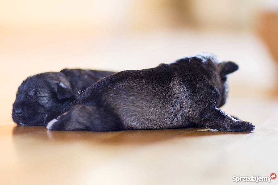 Szczeniaki Sznaucer Miniaturowy Pieprz i Sól Ełk sprzedam