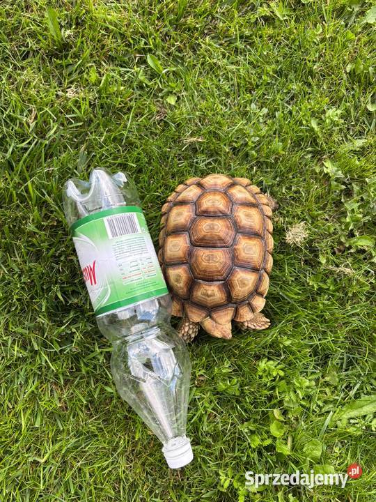 Zółw pustynny żółw lądowy centrochelys sulcata Miechów