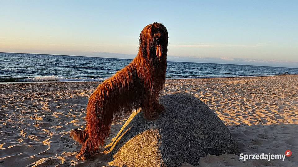 Briard rezerwacja szczeniąt ZKwP FCI 2020 opolskie Opole