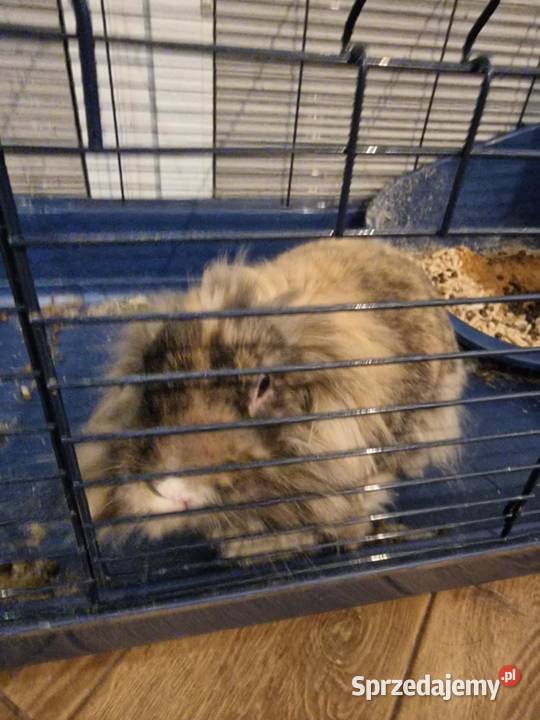 krolik baranek oddaM Gryzonie