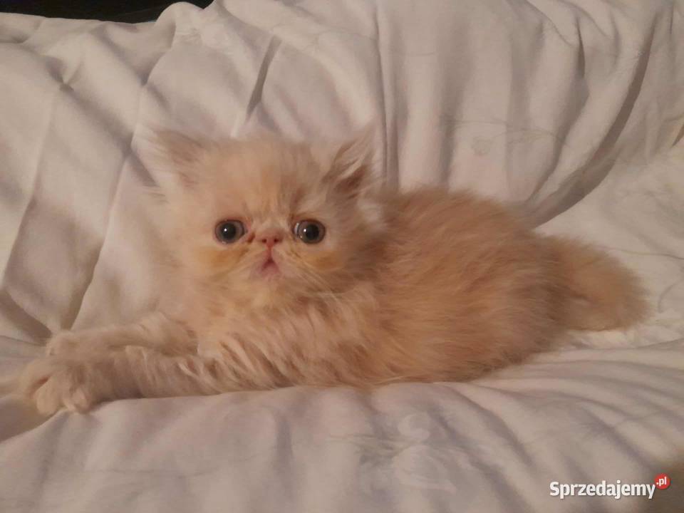 Kotka perska biszkoptowa małopolskie Szyk