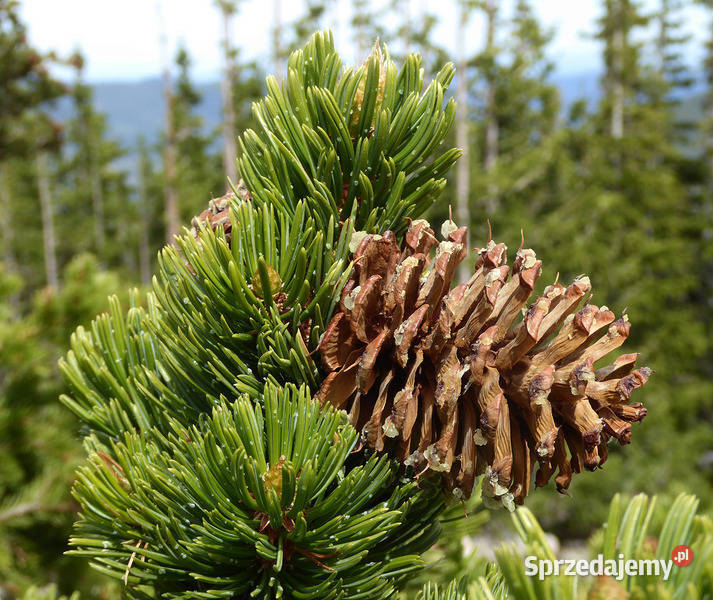 SOSNA OŚCISTA Pinus aristata NASIONA 300 sztuk kujawsko-pomorskie Lubanie