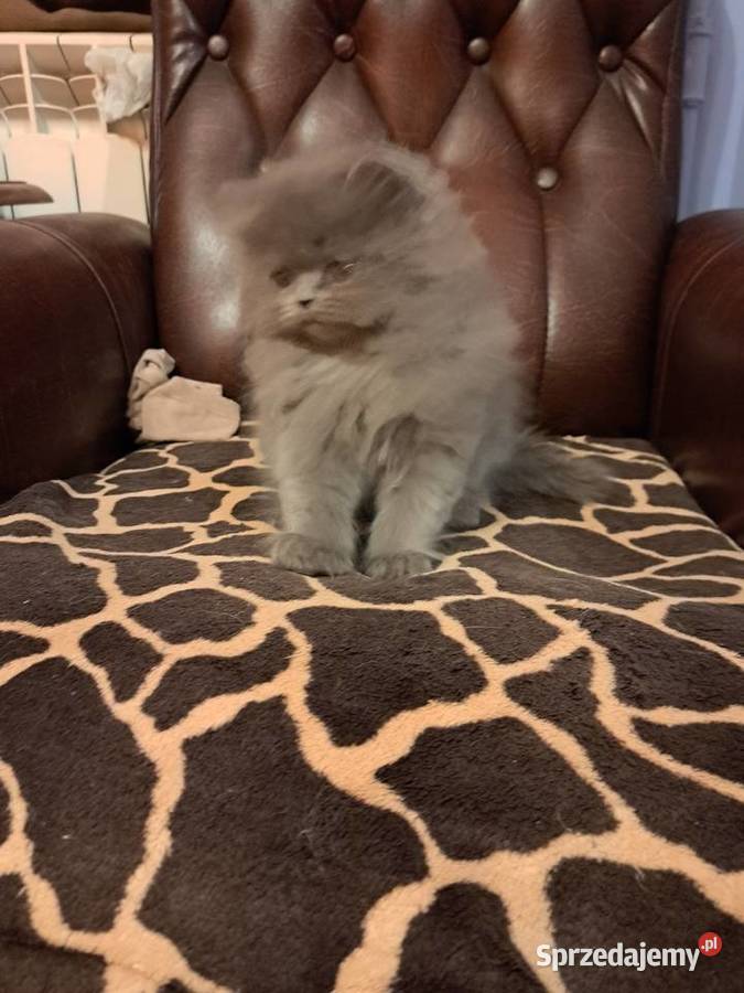 Kotki perskie niebieskie Siedlce