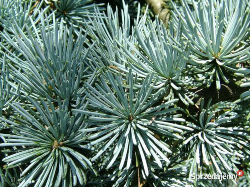 CEDR ATLASKI Cedrus atlantica NASIONA 150 sztuk kujawsko-pomorskie Lubanie