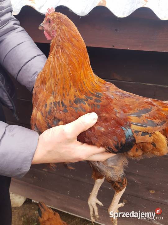 Kogut z 01082025 Czaszyn sprzedam