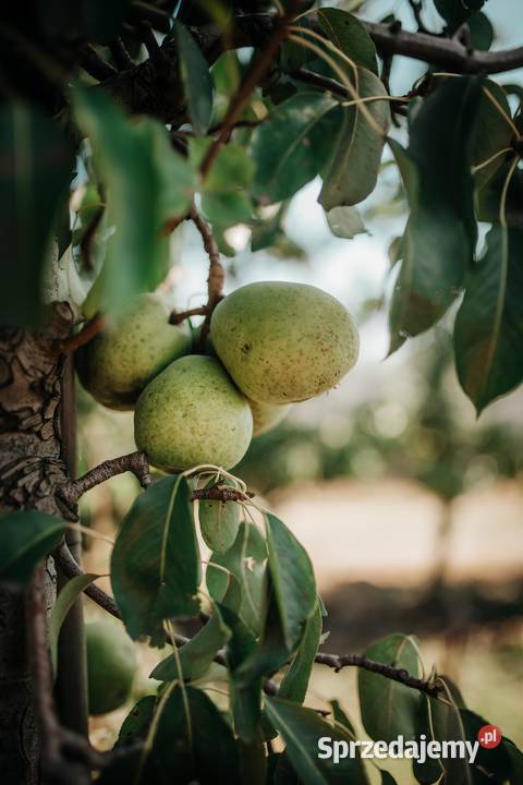Gruszki prosto sadownika promocja 2 Warzywa i owoce Jenkowice sprzedam