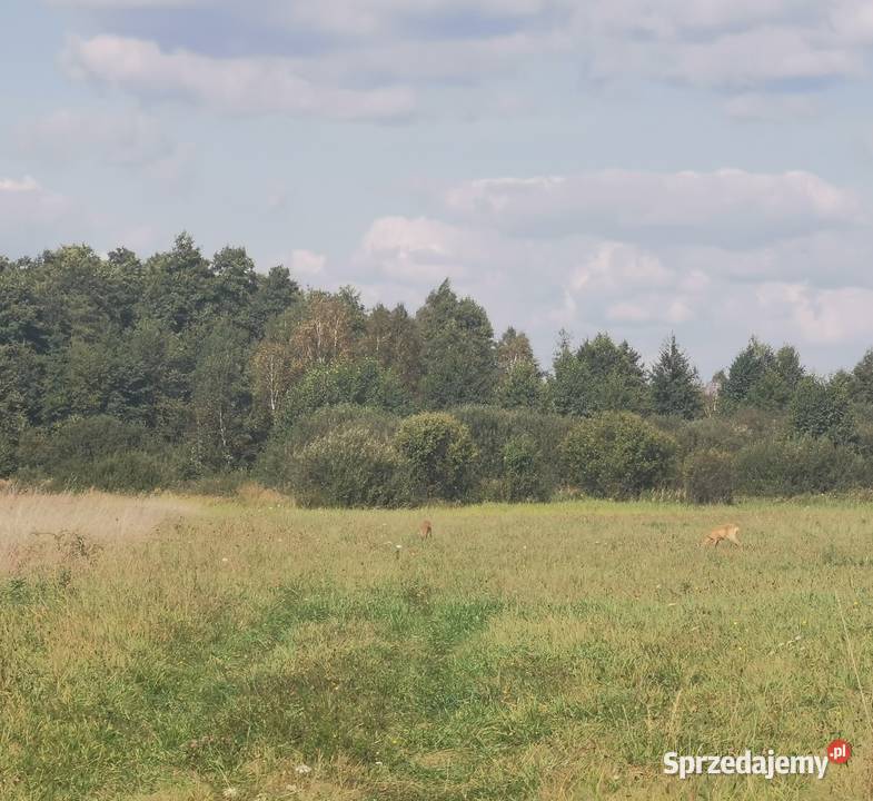 Sprzedam super działkę Grabinak Grabniak sprzedam