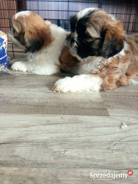 Shihtzu szczeniaki Dębica