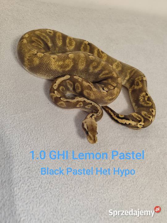 Pytony Królewskie młode i dorosłe mazowieckie Pruszków