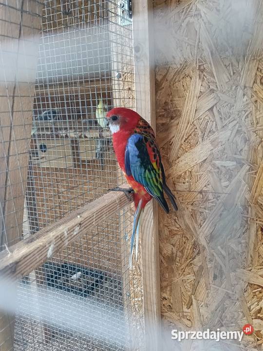 Papugi Rozella para Czubrowice sprzedam