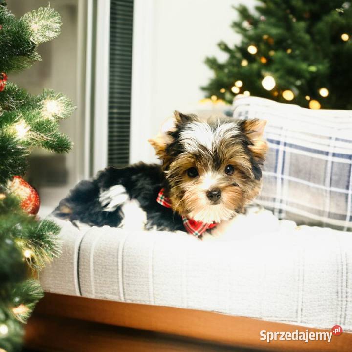 York Biewer możliwy legalny wyjazd z Kraju Wrocław