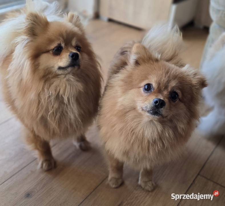 Pomeranian suczka szpic miniaturowy zkwp FCI Piątkowisko