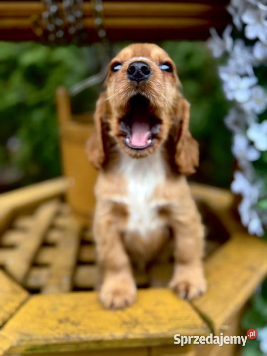 Cudowna sunia Cocker Spaniel Angielski złota z Cocker Spaniel Kraków sprzedam