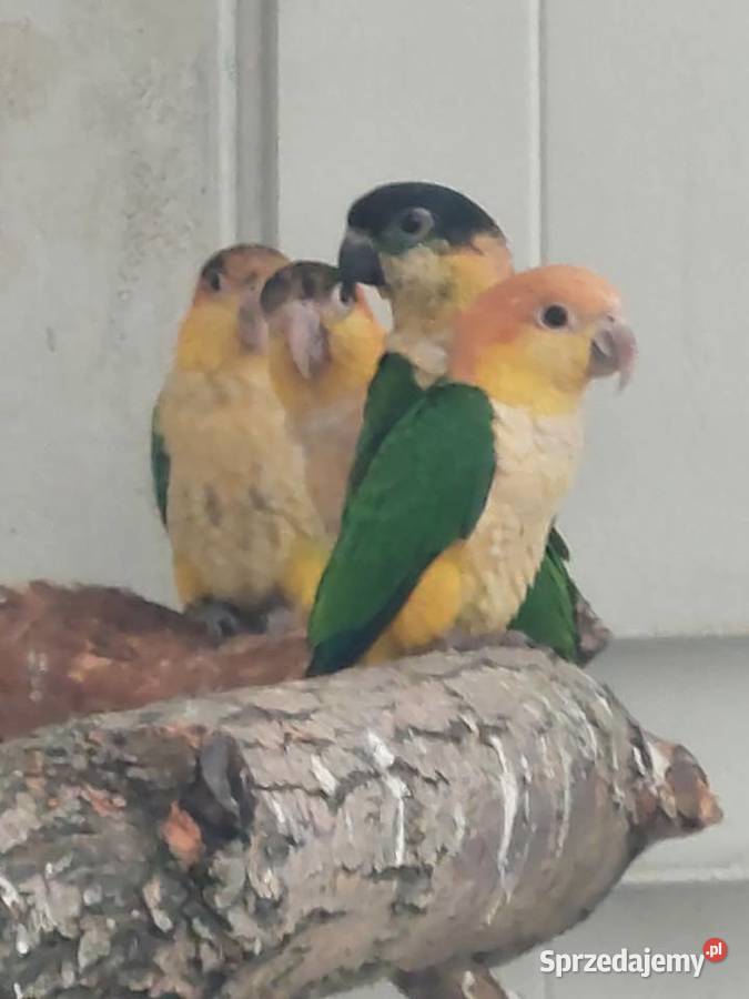 Sprzedam papugi Grodzisk Wielkopolski sprzedam