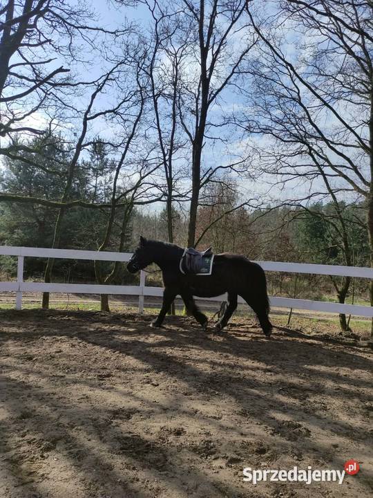 Sprzedam karego wałacha PKZ około 160 Oleśnica sprzedam