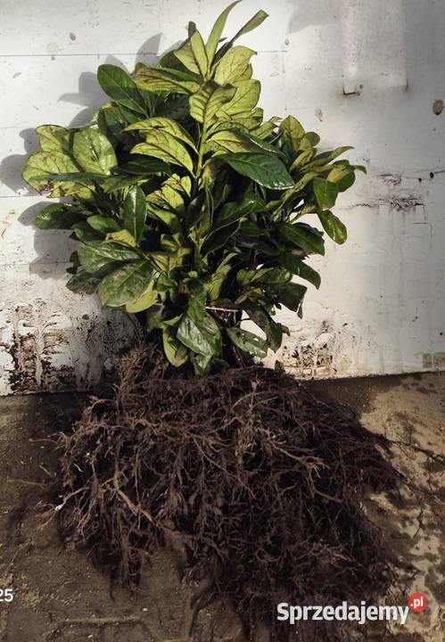 Sadzonki na żywopłot Bukszpan Cis Laurowiśnia Kielce