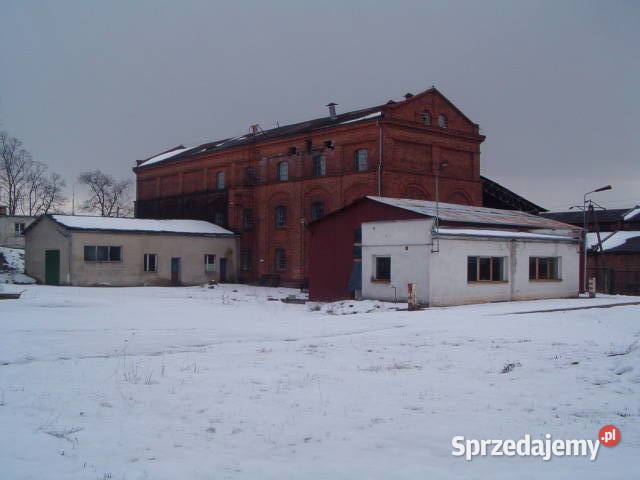 Wynajmę halę z linią produkcyjną biohumusu Cigacice sprzedam