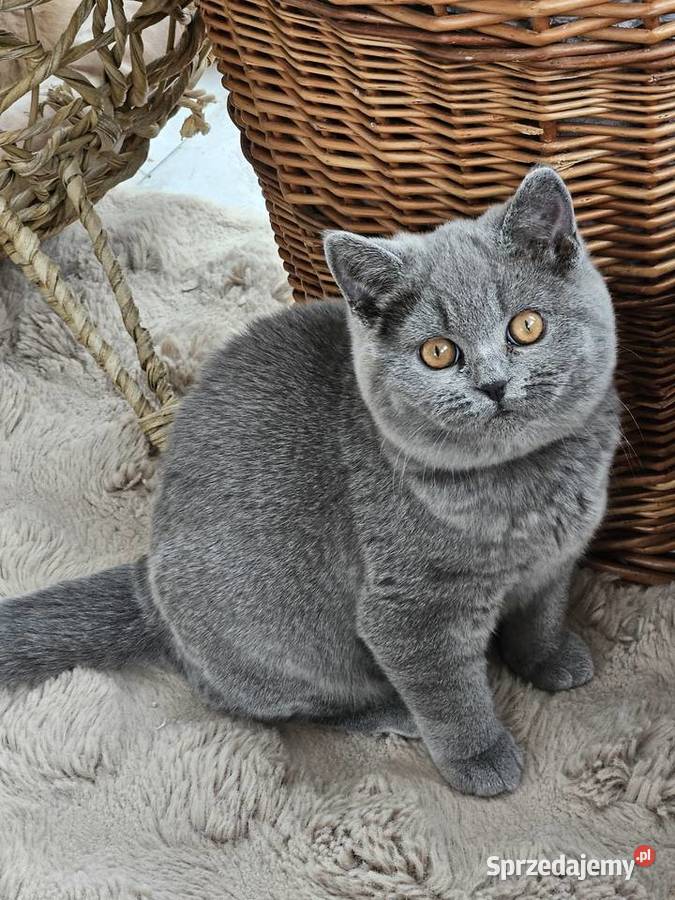 KOCIĘTA BRYTYJSKIE HODOWLA RODOWODY FPL Brytyjski Sarbinowo