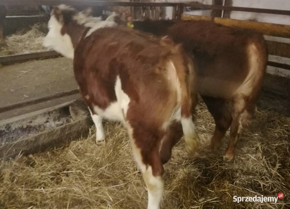 Sprzedam Jałówki Mięsne OdsadkiCielęta Czaryż sprzedam