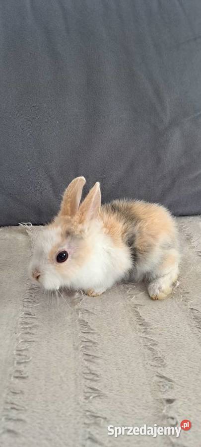 Króliki Miniaturki