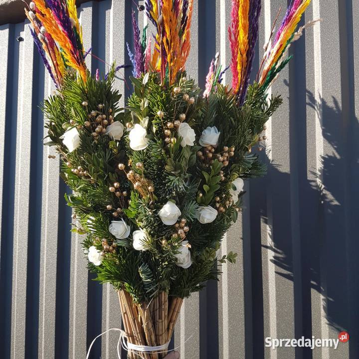 palmy żywe palmy Wielkanocne HURT min 20 mazowieckie Mrozy