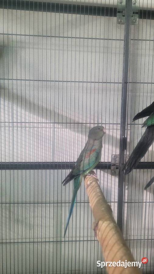 Świergotka wielobarwna Wieliczka