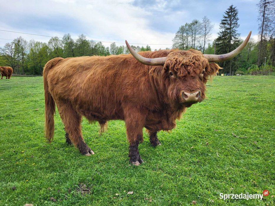 100 Rasowy buhaj byk rozpłodowy highland bydło zachodniopomorskie Czaplinek