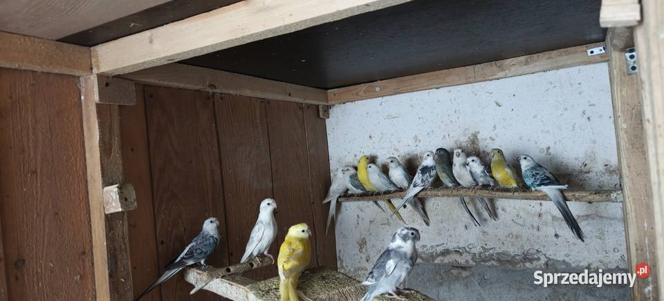 Papugi świergoty Kraków