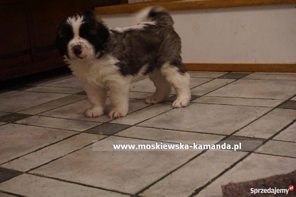 moskiewski pies strózujący szczeniaki podlaskie Białystok