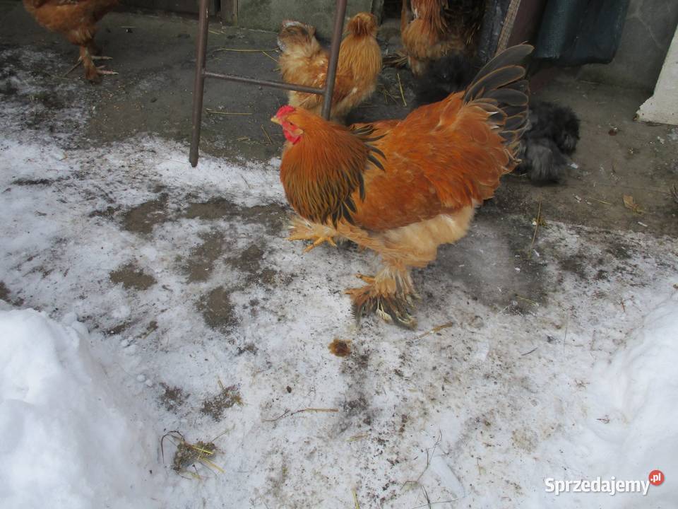 Kogut Brahma sprzedam