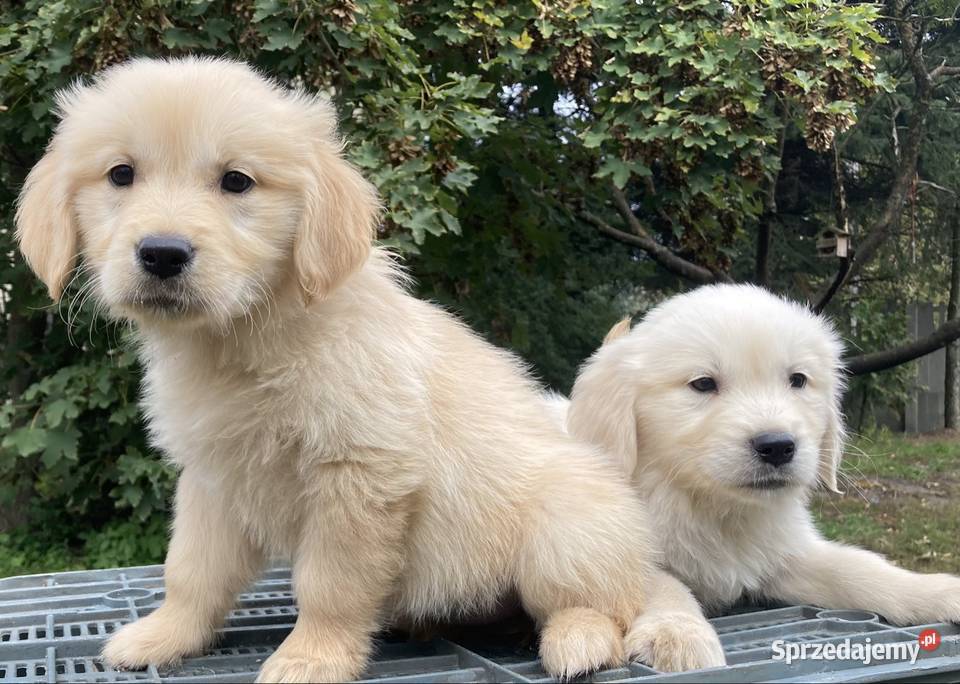 Golden Retriever Kargów sprzedam