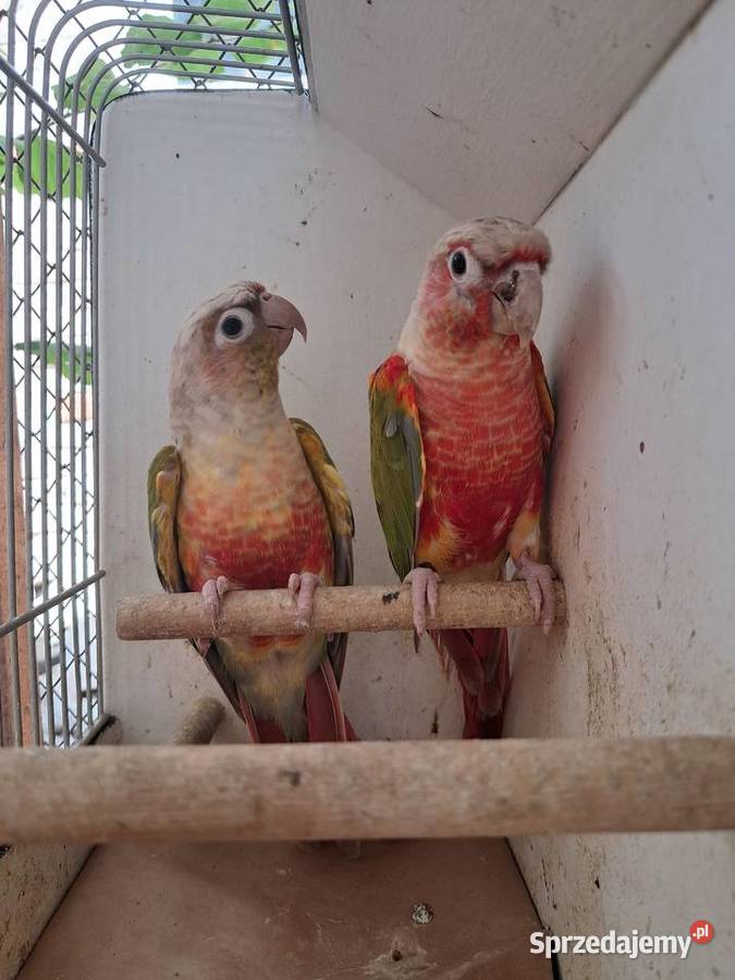 RudosterkaRudosterki Tryńcza sprzedam