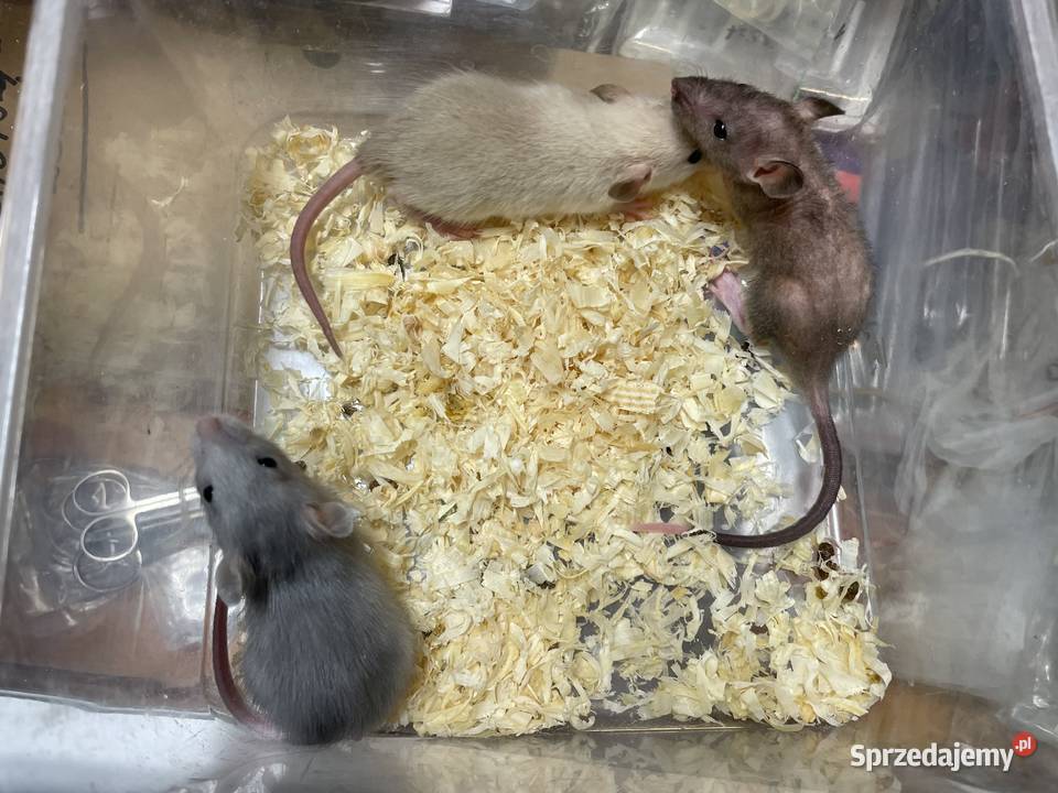 Szczury rasowe śląskie Gliwice
