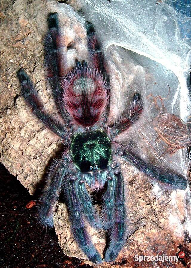 Caribena Versicolor L3 ptasznik pająk Wysokie Mazowieckie