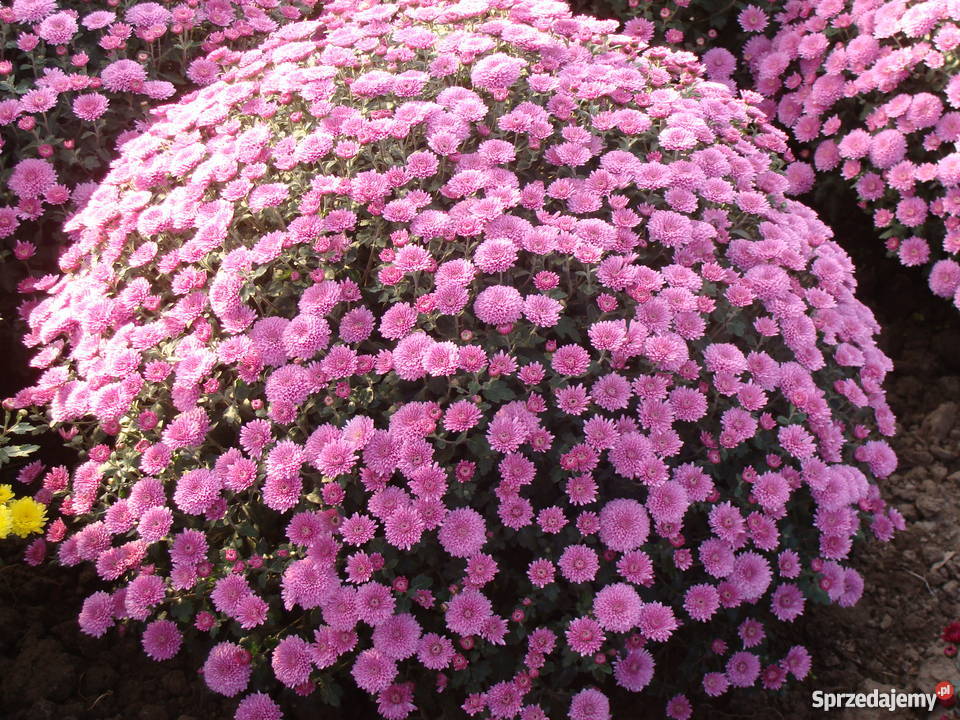 chryzantemy Gałkowice-Ocin