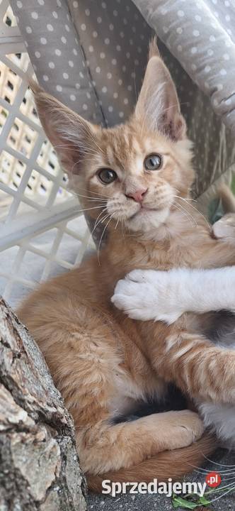 Piękny rudy Maine coon Żurawia