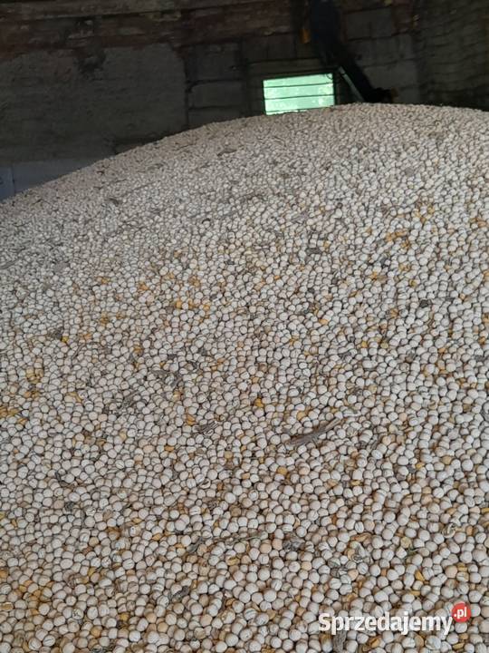 Sprzedam groch jary Wądroże Wielkie