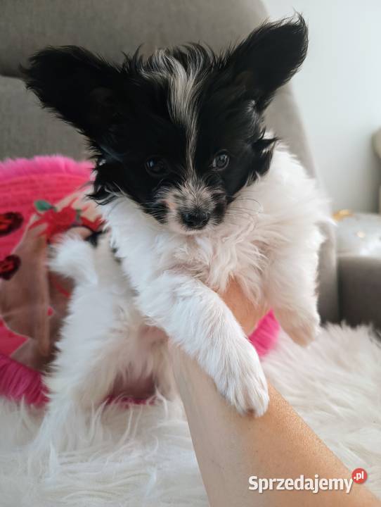 Papillon piesek ZKwP FCI Poznań