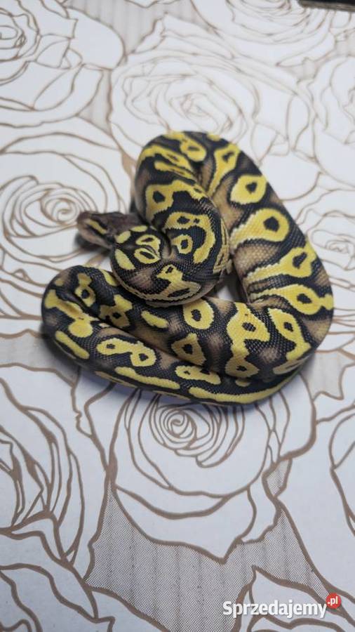 Wąż pyton królewski python regius samica Wrocław sprzedam
