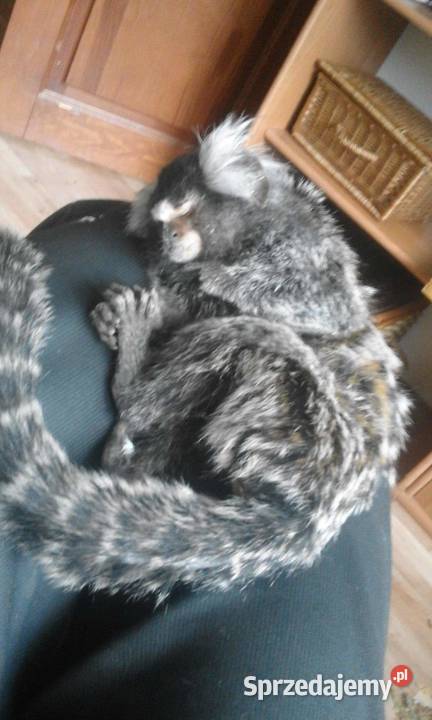 Małpka mini uistiti białoucha Pozostałe Iława sprzedam