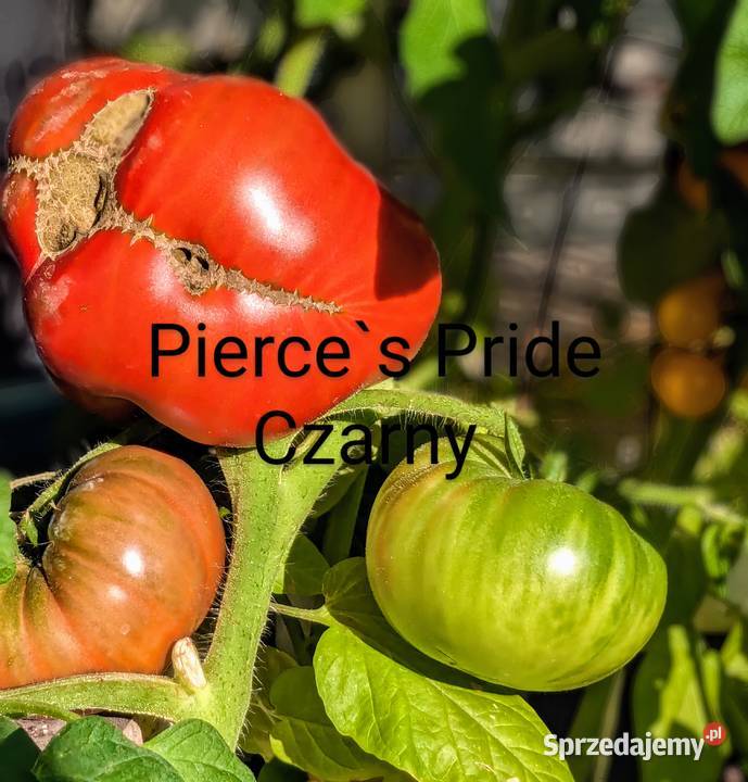 Pomidor Rosja Syberia Nasiona kolekcja odporny małopolskie Kraków