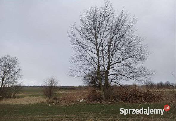 Działka z możliwością zabudowy Sprzedaż Goła