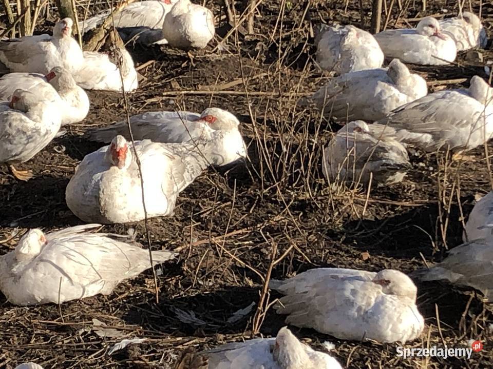 Dorosłe kaczki piżmowe z poprzedniego roku Nowa Korzeniówka