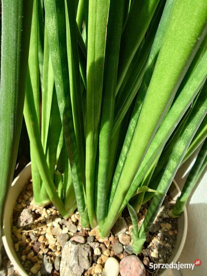 Sansevieria subtilis odrost 67 kolekcjonerska Warszawa