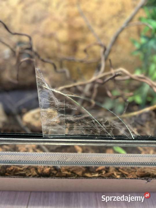 Kameleon Jemeński 2letnia samica terrarium z Dąbrówka