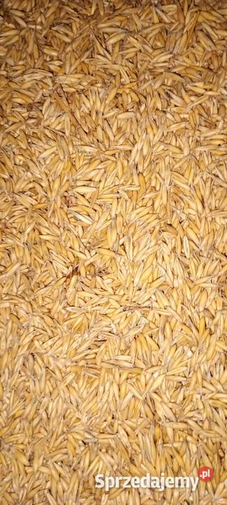 Owies odmiany RAMBO Niechobrz sprzedam