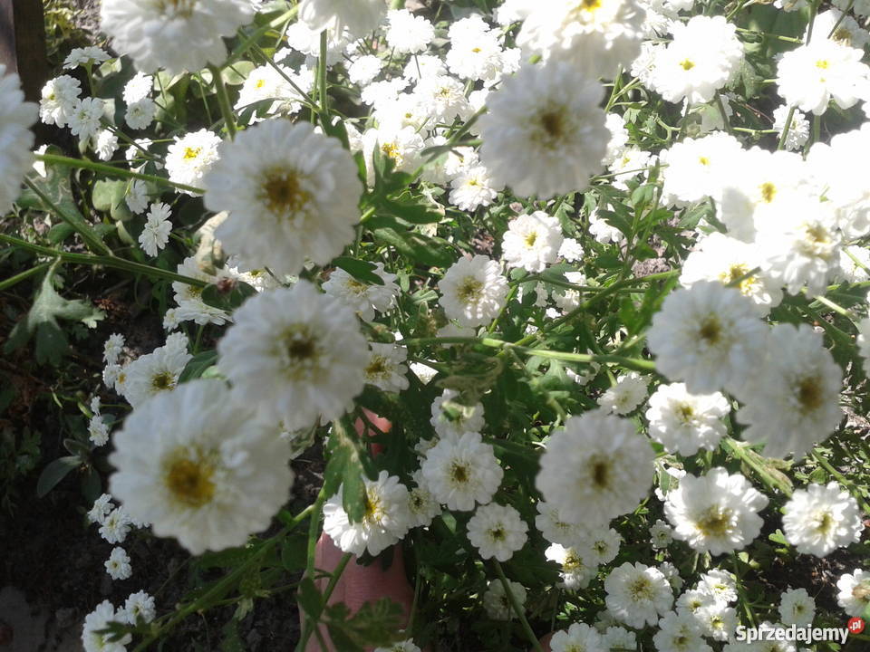 Sadzonki roślin ozdobnych lubelskie Kozłówka