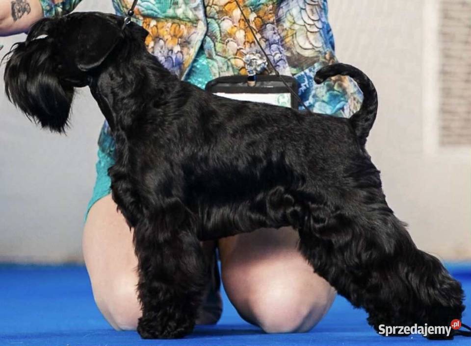 Sznaucer Miniaturowy Czarny ZKwP suczka odbiór